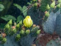 Gelbe Kaktusblüte und Knospen im Botanischen Garten - Erlangen